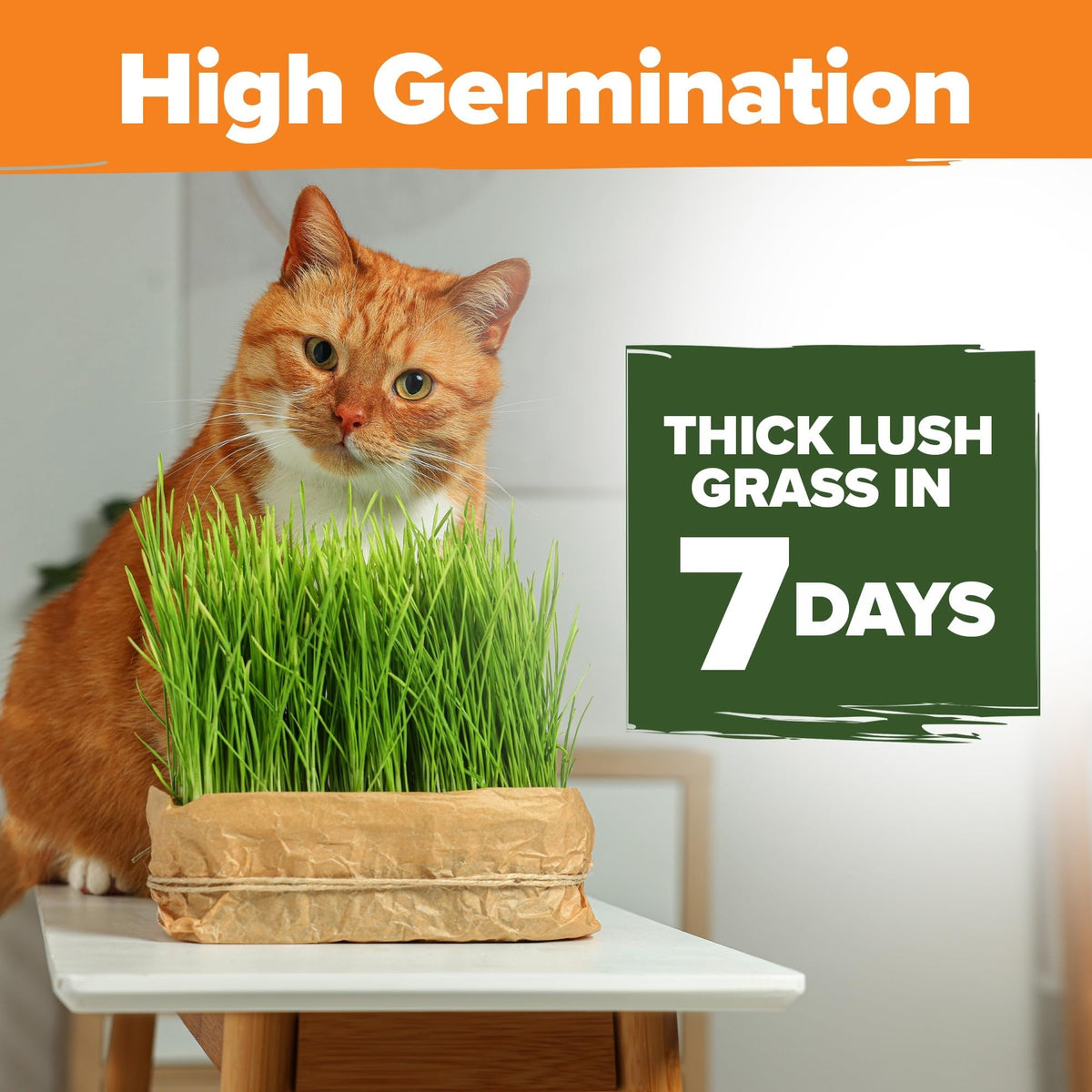 Cat Grass Seeds Bulk