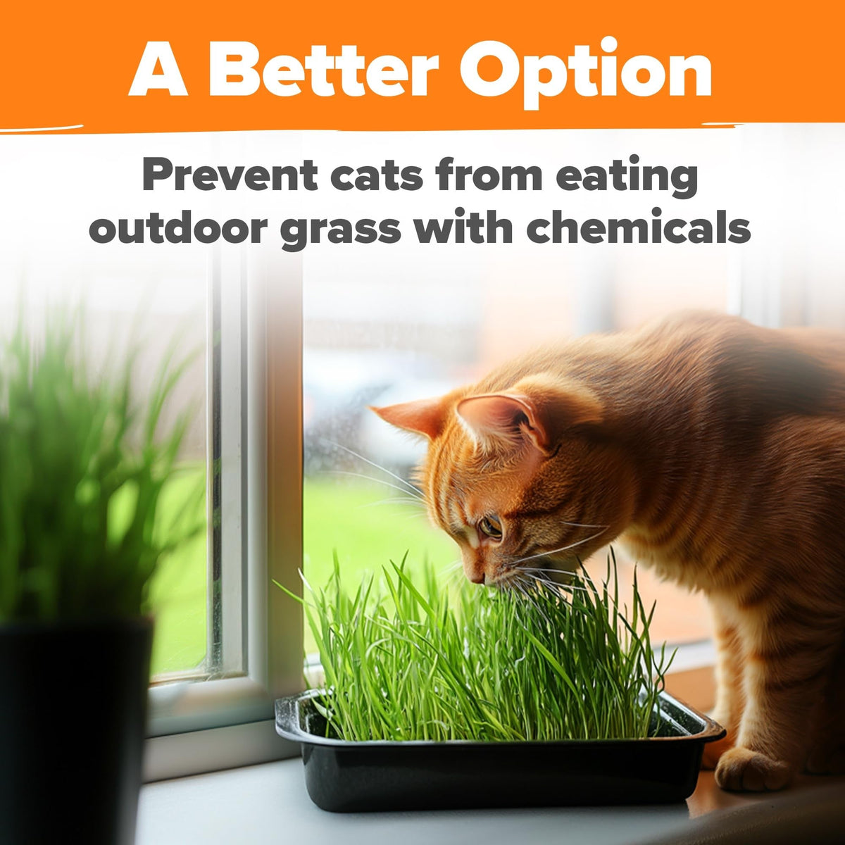 Cat Grass Seeds Bulk