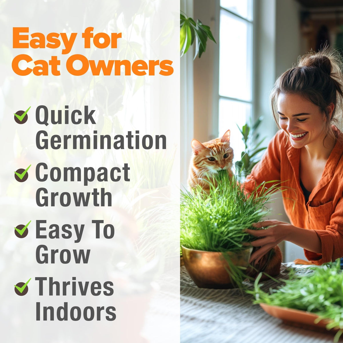 Cat Grass Seeds Bulk