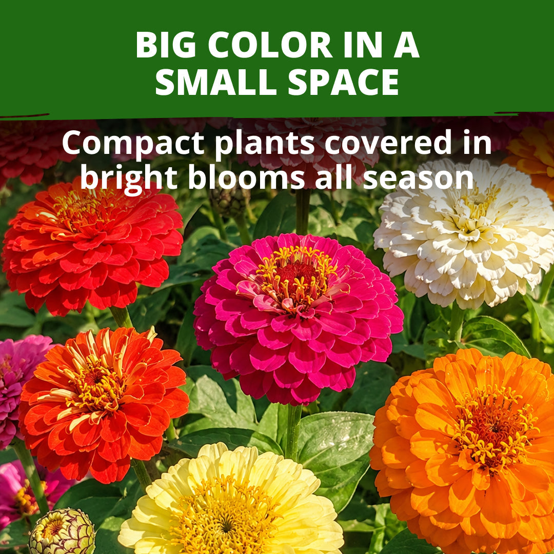 Thumbelina Dwarf Zinnia Seeds - 3,000 Seeds (14g) - Dwarf Patio Blooms