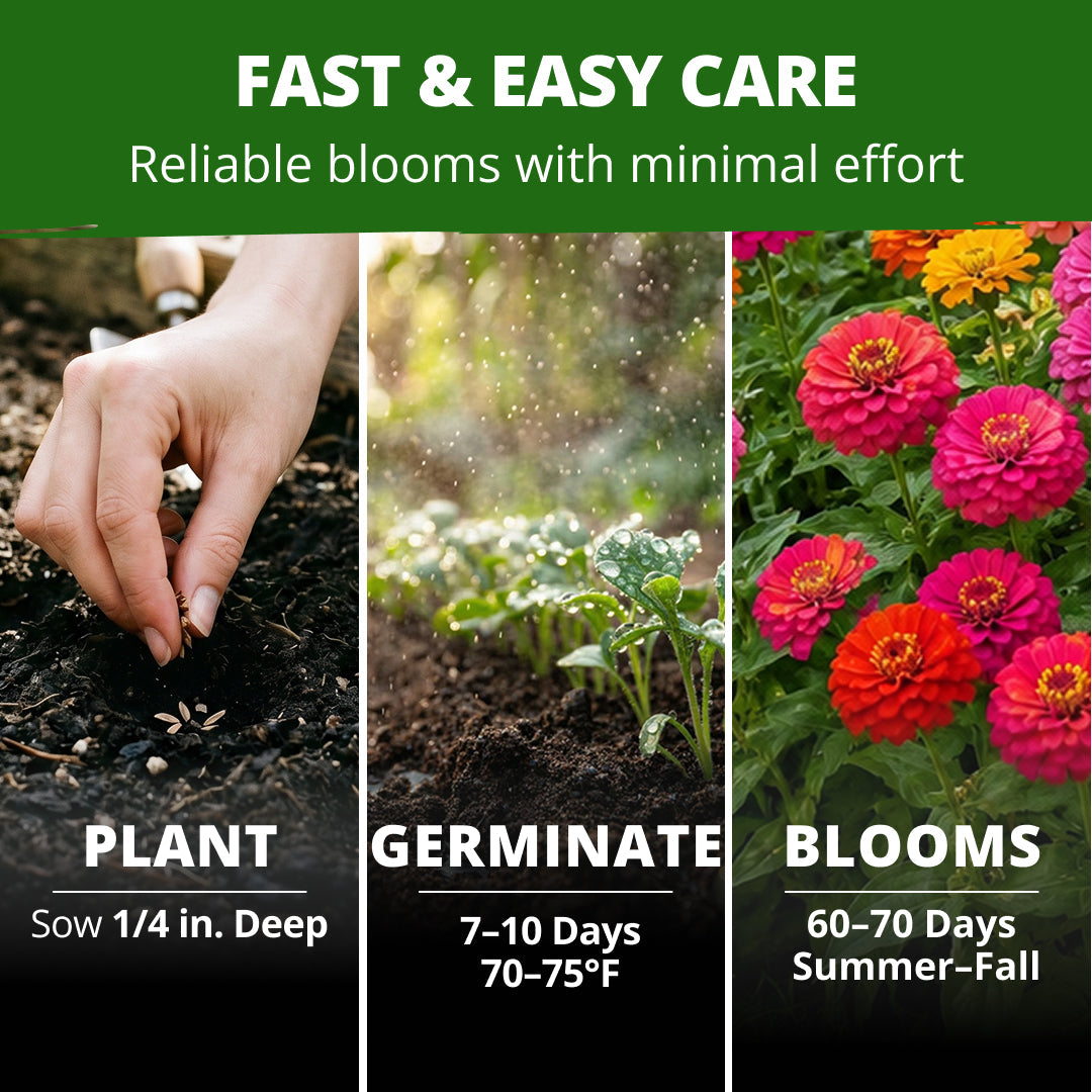 Thumbelina Dwarf Zinnia Seeds - 3,000 Seeds (14g) - Dwarf Patio Blooms