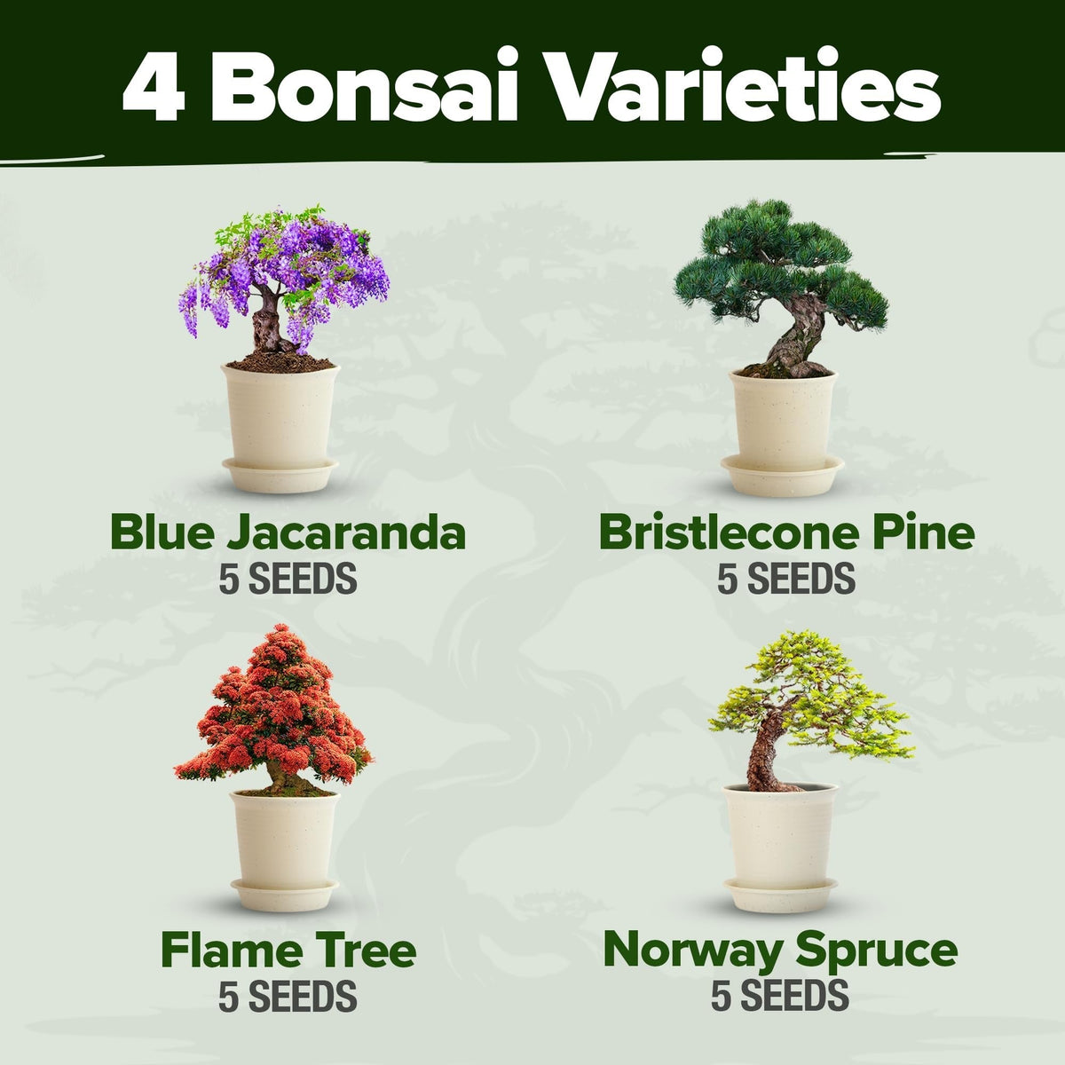 Bonsai Tree Grow Kit