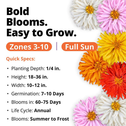 Cactus Mix Zinnia Seeds - 2,000 Seeds - Large Cut-Flower Blooms (1/2 oz)