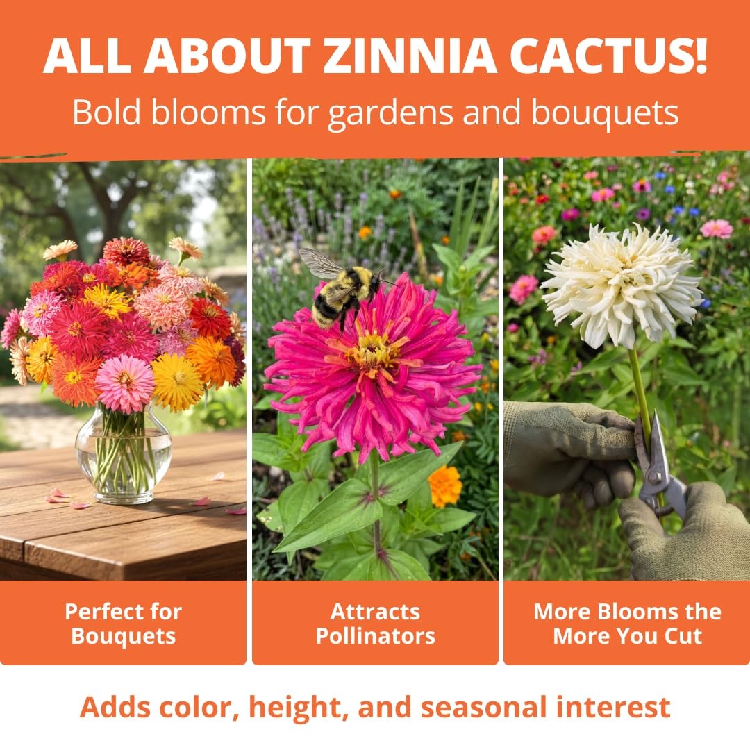 Cactus Mix Zinnia Seeds - 2,000 Seeds - Large Cut-Flower Blooms (1/2 oz)