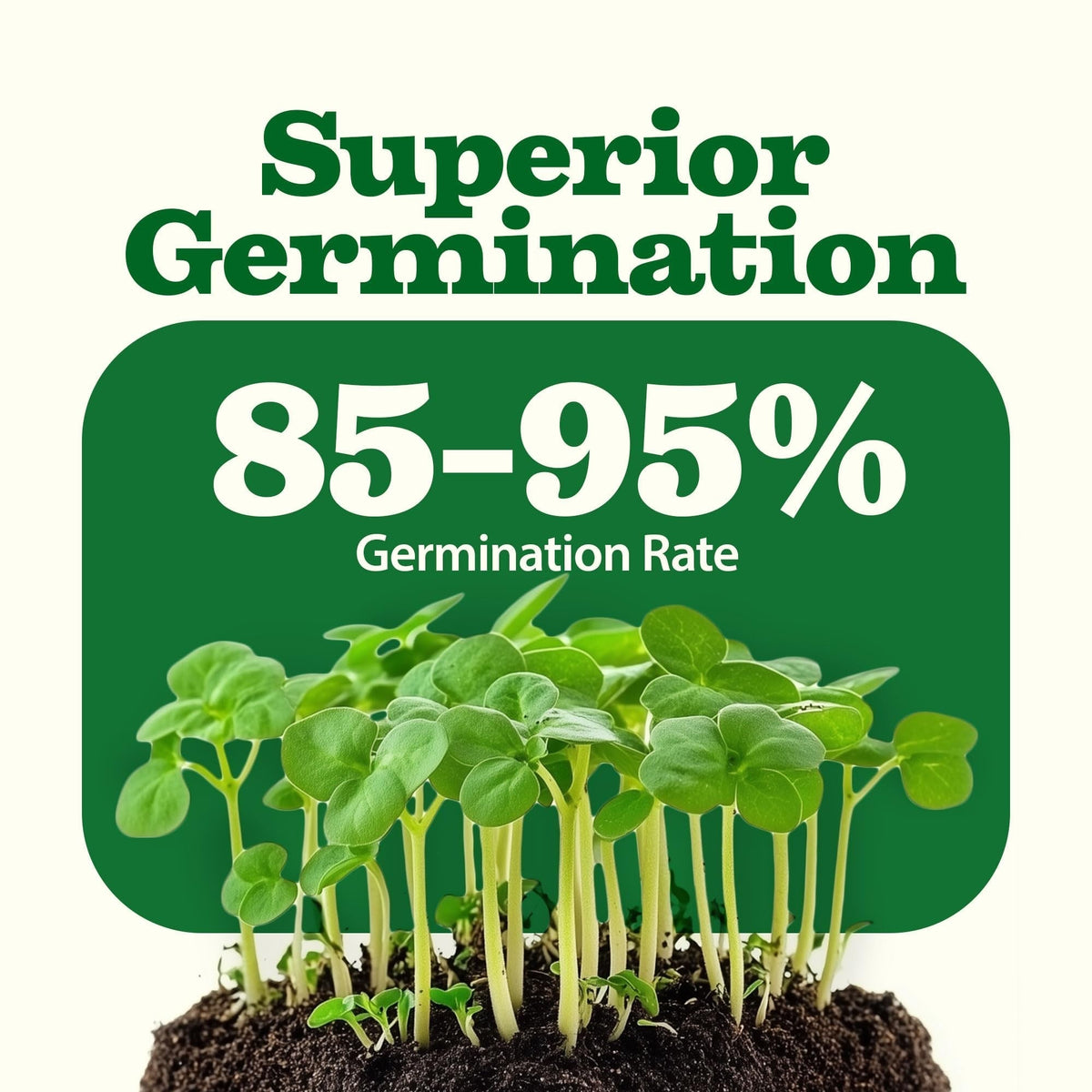 Heirloom Vegetable Seeds - (32 Variety)