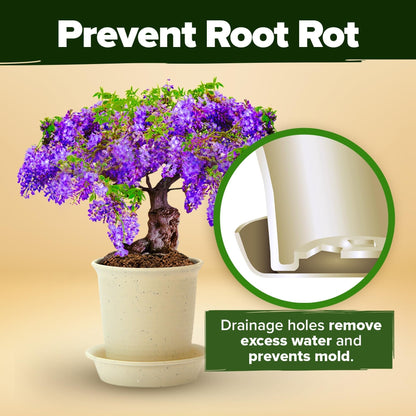Bonsai Tree Grow Kit