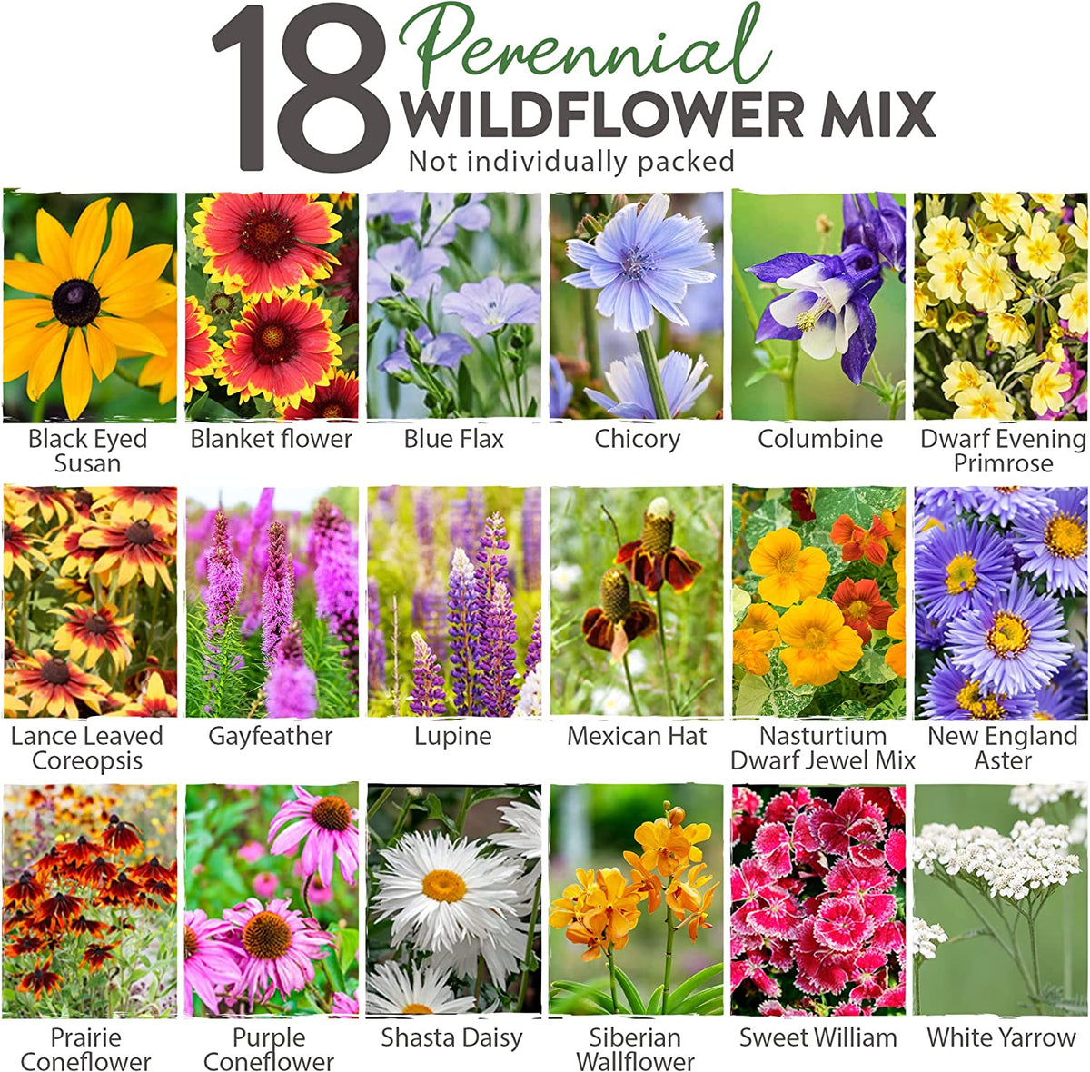 Perennial Wildflower Seed Mix - 18 Varieties (3 oz) - No Filler