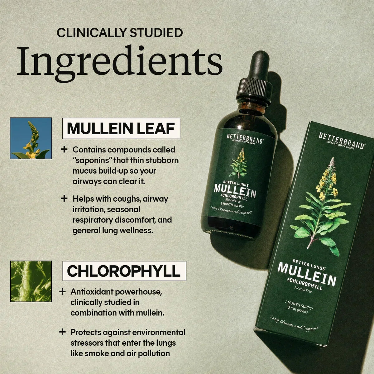 BetterLungs Mullein + Chlorophyll Drops – Alcohol-Free Herbal Tincture, 60ml, 30-Day Supply