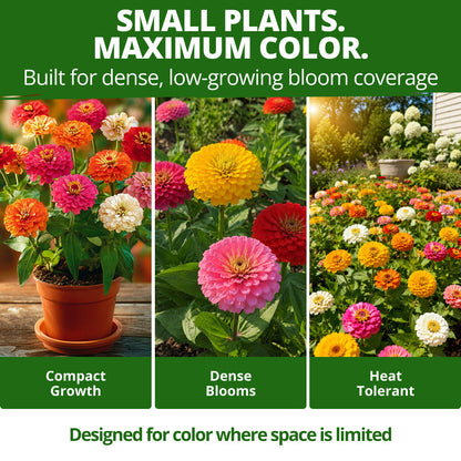 Thumbelina Dwarf Zinnia Seeds - 3,000 Seeds (14g) - Dwarf Patio Blooms
